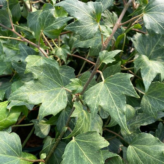 Hedera helix Green Ripple